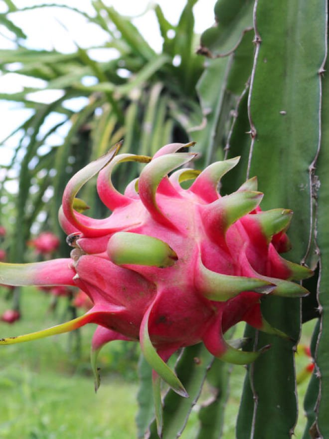 Fresh & Organic Farm to Table Collection